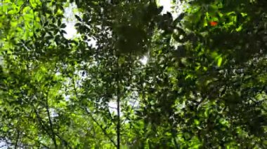 Mangrov ağaçlarının tepeleri, nehrin ekosistem manzarası. Dinamik video: güneş dalları delip geçer, mangrov ormanları dengeli bir ekosistemdir. Kavram: Ekosistem koruması - Mangrov ormanlarının korunması