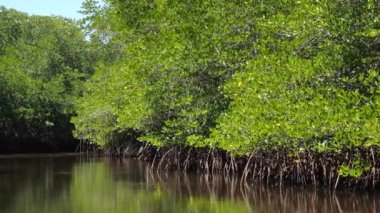 Mangrovlar, nehirden ekosistem manzarası. Dinamik video: bu ekosistem - kök ağaçları su yaşamını yırtıcılardan ve dallarda yuva yapan kuşlardan korur. Kavram: mangrov ormanları - temel ekosistem