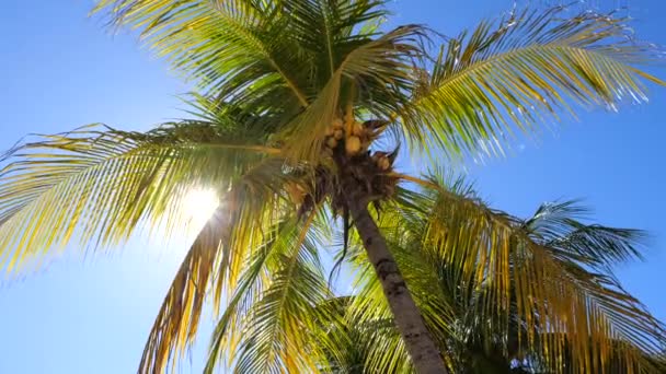 Kokosnüsse Auf Kokosnussbaum Ansicht Von Unten Die Kamera Dreht Sich — Stockvideo