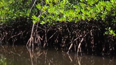 Nehirden mangrov manzarası. Dinamik video: mangrov ağaçlarının kökleri suyun derinliklerine nüfuz etti ve dallar suya doğru eğildi. Mangrov ormanları birçok deniz yaşamına barınak sağlar.