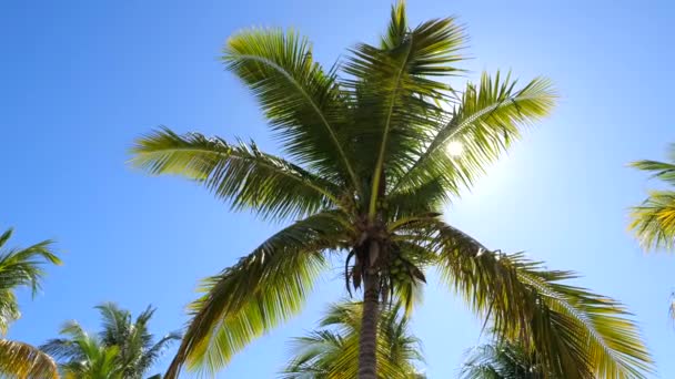蓝天下的棕榈树 底部景观 蓝天和明亮的热带阳光透过棕榈叶是看得见的 如果你想看到像这样的异国情调的树 热带地区是 — 图库视频影像