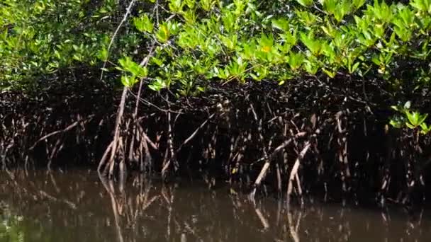 Uitzicht Mangroven Vanaf Rivier Dynamische Video Wortels Van Mangrovebomen Diep — Stockvideo