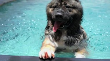Sıcak yaz gününde, büyük bekçi köpeği serin bir havuzda oturur ve dili dışarı sarkır. Sadık köpek, vücut serinlerken ferahlatıcı sudan zevk alır. Köpek rahatlamıştır ve kavurucu sıcaktan kaçtığı için mutludur..