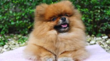 Yakın plan kızıl tüylü evcil hayvan Spitz yeşil çitin yanındaki çöp yığınında tembelce oturuyor. Küçük Spitz huzurlu ve rahat görünüyor. Köpeğin yuvarlak şekli büyüleyici. Güneş ışınları Spitz 'e kabarık tüylü bir palto verir..