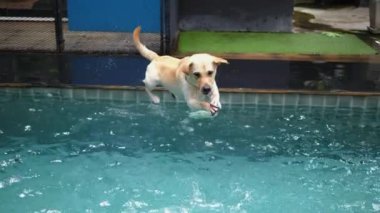 Labrador köpeği tenis topunun arkasında havuza atlıyor. Labrador, suya girmekten korkmadan oyuncağı hevesle yakalıyor. Aktif, neşeli Labrador için bilardoda mükemmel eğlence.