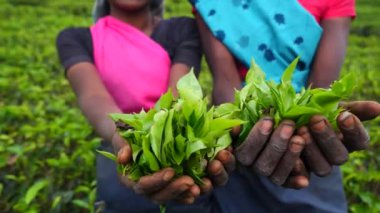 Sri Lanka tarlalarından toplanan çay yapraklarını dikkatlice tutan kadın elleri. Her yaprak lezzeti korumak için dikkatlice seçilir. Bu özenli çalışma harika hasat çay yaprakları sağlıyor..