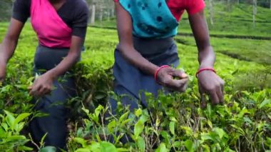 Resimli çiftliklerde Sri Lanka çalışkan kadınları çay hasat eder. Eller hassas yaprakları dikkatlice toplar sepetleri çay plantasyonlarıyla doldurur. Emek, tarlalardan mükemmel hasat sağlar.