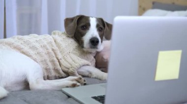 Samimi kazaklı köpek dizüstü bilgisayarın önünde oturuyor. Köpek bakışları ekrana yapışıktır, içeriği inceler. Köpeğin teknolojiyle ilgilenirken yumuşak yatakta yakınlaştığı hoş bir an. Bilgisayar kullanıcısı olarak hayvan