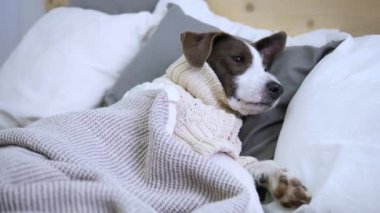 Sıcak örülü süveter giyen sevimli köpek büyük yatakta güneşleniyor. Pet, rahat bir şekilde yumuşak battaniyenin altına yerleşti. Geniş yatağına uzandı ve evcil hayvan için rahat bir yatak hazırladı. Büyüleyici sahne ev konforu