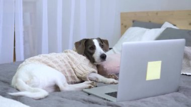 Süveter giyen tüylü köpek bilgisayarın önündeki geniş yatakta yatıyor. Pet dikkatle bilgisayar ekranına bakıyor. İlginç bir şey üzerinde çalışıyor. Bilgisayar köpek yüzünü aydınlatıyor.