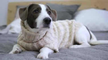 Samimi örgü süveter giymiş şirin bir köpek ferah bir yatakta yatıyor. Süveter içindeki sevimli köpek rahat bir ortam yaratıyor. Ev videoları için mükemmel. Komik hayvan sahipleri mutlu olur. Yumuşak köpek mutlu ve rahat görün..