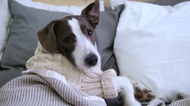 Örgü kazaklı sevimli köpek büyük yatakta rahat bir atmosfer yaratıyor. Köpek yumuşak battaniyenin altında güneşleniyor, ev konforu ve sıcaklığı yayıyor. İdeal konfor hayvanı geniş bir yatakta dinleniyor dinlenme kavramı