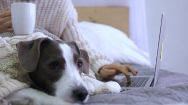 Şirin köpek, dizüstü bilgisayarında fincan kahveyle yazan ayak sahibinin yatağında kendini rahat ettirdi. Sahibi kendini işe verdi. Sadık bir dost ev işleri sırasında sahibini terk etmez..