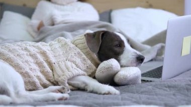 Köpek, sahibinin bacaklarının üzerine rahatça yerleşmiş ve atmosferde rahatlık yaratmış. Çay içen kadın dizüstü bilgisayara bakıyor, rahat evin tadını çıkarıyor. Evcil hayvan uykuya dalıp geceye sıcaklık ve rahatlık katıyor.