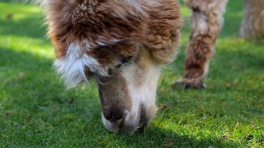 Kahverengi ve beyaz alpaka, güneşli bir çayırda yemyeşil çimenlerde huzur içinde otluyor. Doğanın güzelliğinin tadını çıkarıyor.