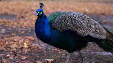 Yanardöner tavus kuşu canlı mavi ve yeşil tüylerini sergilerken doğal ormanlık alandaki düşen sonbahar yaprakları arasında zarifçe yürüyor. Eğlence için hayvanları kullanmak