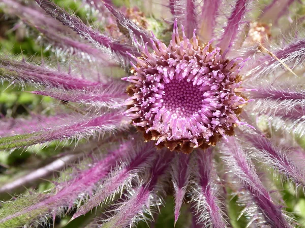 紫色花的多刺的蓟的特写镜头 — 图库照片