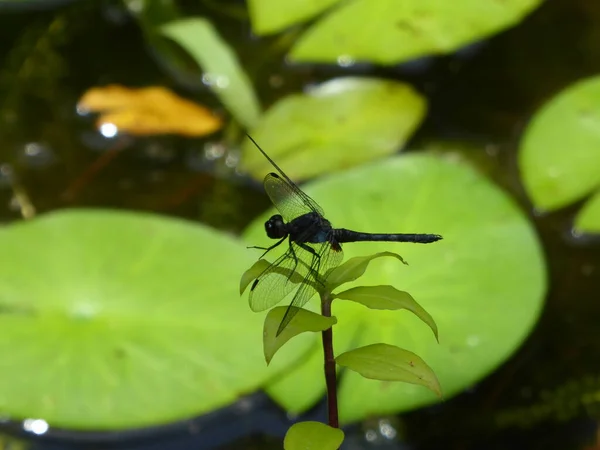 绿苗上的蜻蜓 — 图库照片