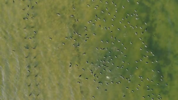 Lot Ducks Water Ducks Lake Diving Ducks Aerial View — Stock Video