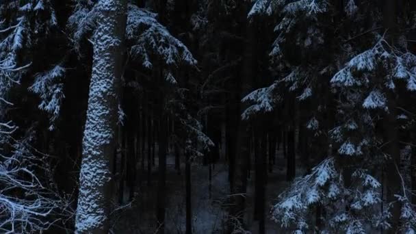 冬の松林 森から空気へ 冬の森から離陸 — ストック動画