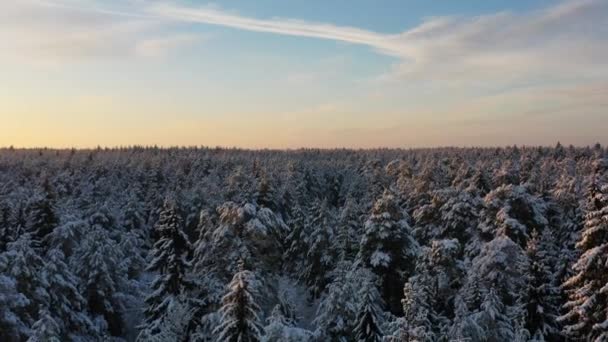 Зимовий Сосновий Ліс Заході Сонця Літає Над Лісом — стокове відео