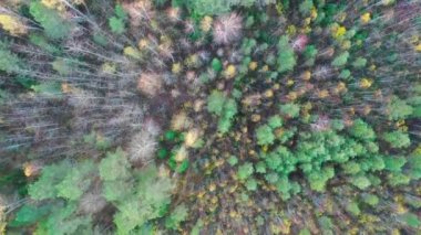 Flying over the autumn forest view from the top, wildlife 4k