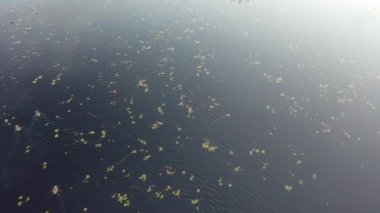 Swamp dwellers, ducks in the swamp, life on the water 4