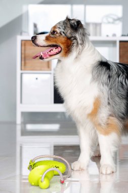 Şirin Avustralya çoban köpeği evde lastik oyuncakla oynuyor. Mavi merle aussie. Evde tek başına köpek oyuncağıyla oynuyor.