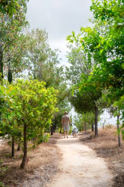 Yeşil ağaçlı bir parkta beyaz bir köpekle yürüyen bir adam. Parkta tasmalı Avustralyalı çoban köpeği. Sahibi ve köpeği birlikte yürürken arka planda
