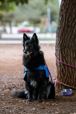 Burun işi yapan köpekler için profesyonel eğitim. Lezzetli yiyecekleri koklayarak bulmak için yapılan bir aktivite. Köpeğinizle eğlenceli ve ilginç oyunlar. Burun işi.