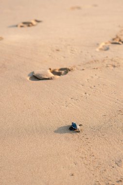 Kıbrıs 'ta kumlu bir sahilde küçük yeşil bir kaplumbağa yumurtadan çıkıyor. Yavru kaplumbağa cesurca denize doğru gidiyor. Vahşi hayatın hayatta kalma mücadelesinin manzarası. Motivasyon