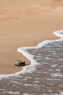 Kıbrıs 'ta kumlu bir sahilde küçük yeşil bir kaplumbağa yumurtadan çıkıyor. Yavru kaplumbağa cesurca denize doğru gidiyor. Vahşi hayatın hayatta kalma mücadelesinin manzarası. Motivasyon