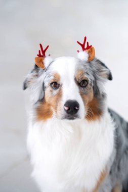 Geyik boynuzu takan Avustralyalı bir çoban köpeği parlayan bir Noel ağacının önünde oturur ve rahat bir tatil ortamı yaratır. Kostüm giymiş bir köpeğin portresini yakından çek. Hayvanlarla tatiller