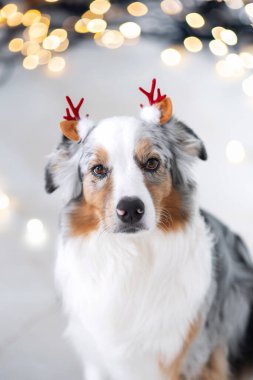 Geyik boynuzu takan Avustralyalı bir çoban köpeği parlayan bir Noel ağacının önünde oturur ve rahat bir tatil ortamı yaratır. Kostüm giymiş bir köpeğin portresini yakından çek. Hayvanlarla tatiller