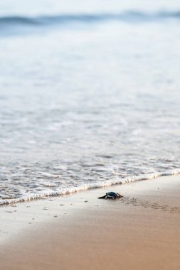Kıbrıs 'ta kumlu bir sahilde küçük yeşil bir kaplumbağa yumurtadan çıkıyor. Yavru kaplumbağa cesurca denize doğru gidiyor. Vahşi hayatın hayatta kalma mücadelesinin manzarası. Motivasyon