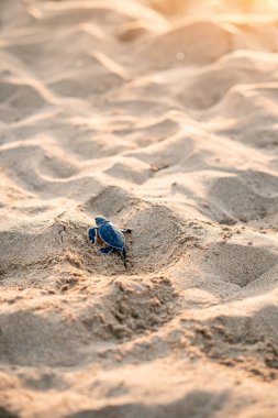 A little green turtle hatches on a sandy beach in Cyprus. The baby turtle bravely makes its way to the sea. Scenic moment of the wild life struggling to survive. Motivating clipart