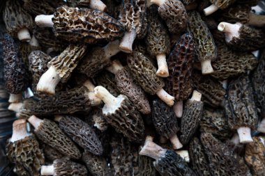 Çiğ taze mantar mantarı. Gurme yemek ve Fransız mutfağı kavramı. Mantarların kusursuz dokusu. 