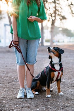 Kırmızı koşumlu bir Entlebucher köpeği, parkta itaat ve burun eğitimi sırasında tasmasını tutan bir kadının yanında oturur.. 