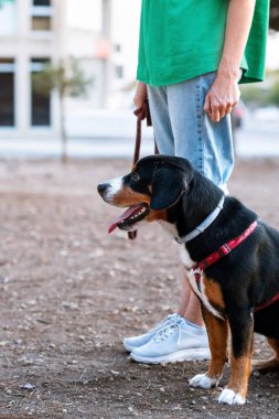 Kırmızı koşumlu bir Entlebucher köpeğinin yan görüntüsü tasmasını tutan bir kadının yanında duruyor. Parkta itaat ve burun çalışması eğitimi. Hayvanlar için çevre zenginleştirmesi