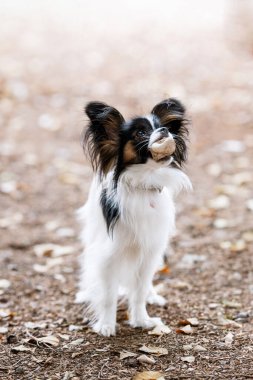 Pedigree continental oyuncak spaniel güneşli bir yaz gününde. Ağzında oyuncak olan küçük tüylü bir köpek. Papillon cinsi.