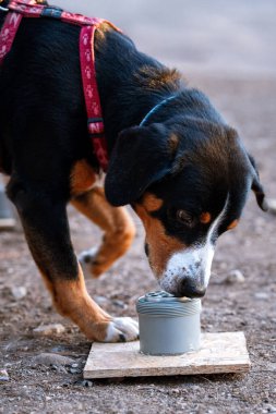 Burun işi yapan köpekler için profesyonel eğitim. Lezzetli yiyecekleri koklayarak bulmak için yapılan bir aktivite. Köpeğinizle eğlenceli ve ilginç oyunlar. Entlebucher burun estetiği yapıyor. Köpek konserve kutusunu kokluyor.
