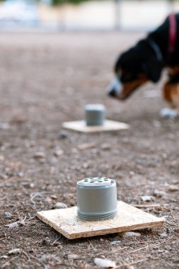 Professional training for dogs in nosework. Main focus on equipment with the dog defocused. An activity to find tasty treats by smell. Entlebucher doing obedience training at park.  clipart