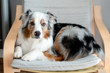 Avustralya Çoban Köpeği Gri Sandalyede Sakince Uzanıyor. Kameraya bakan bir köpeğin yakın portresi. Safkan Avustralya çoban köpeği mavi merle rengi. 