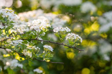 Tek şahin dikeni - Crataegus monogyna - yumuşak boklu çiçekler