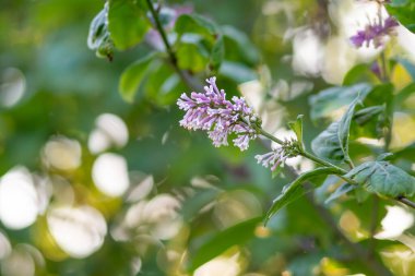 Büyüyen leylak - Yumuşak bokeh ile şırınga