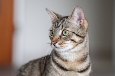 Genç ve güzel bir kedinin portresi. Şaşırmış görünüyor.