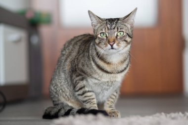 Kapalı alan kedisi çömelir ve izler.