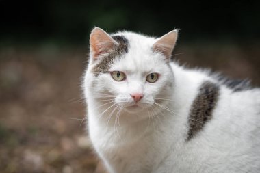 Açık kahverengi kürklü beyaz kedi.