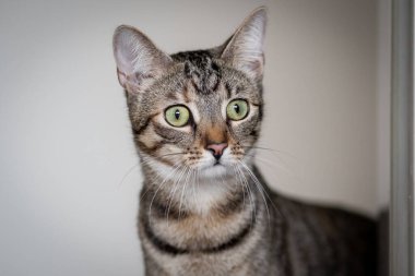 Genç tekir kedi merakla bakıyor