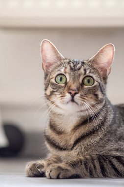 Kameraya dikkatle bakan evcil bir kedinin portresi